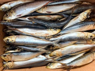 Щупальца кальмара гигантского х/к: Сельдь Иваси х\к